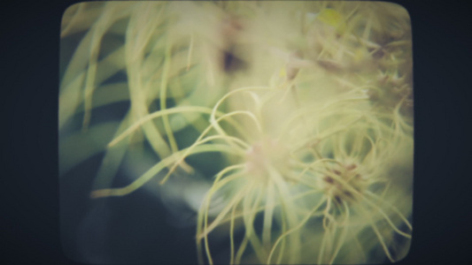 绿色花朵的梦幻景色视频