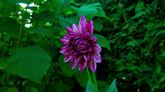 明亮的紫紫大丽花在花园里紧贴的花朵视频