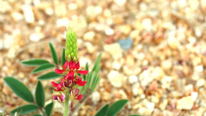 野生红花14秒视频