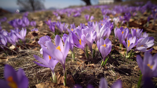 春天在草地上开花的紫花椰子视频