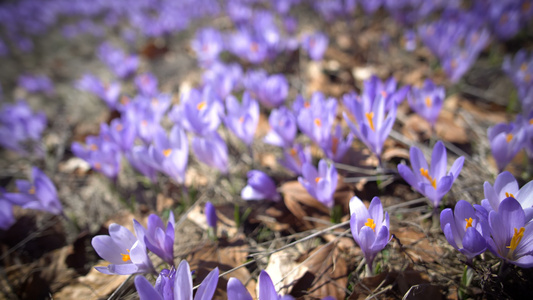 在草地上花朵的紫色和白色视频