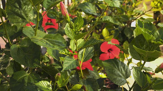 装饰花花细节视频