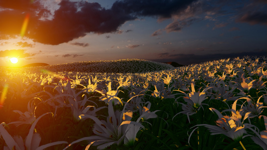 白百合花的外野在背景中美丽的日落视频