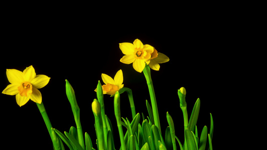 黄水仙花开花时间流逝视频