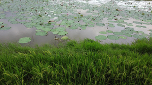 莲水池20秒视频