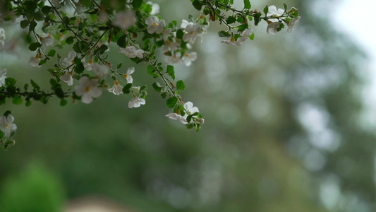 下雨之日树上白花视频