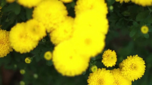 黄色花朵在动27秒视频