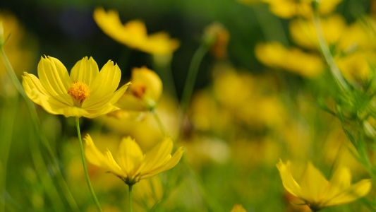 花朵在公园的黄色花朵视频