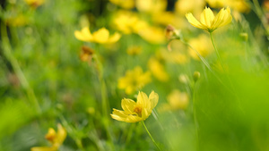 公园的黄花10秒视频