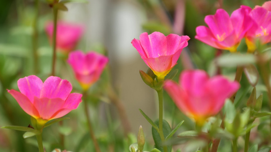 花园里生长着粉红色的花朵夏季公园阳光明媚的日子里绿色视频