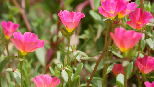 花园里生长着粉红色的花朵夏季公园阳光明媚的日子里绿色视频