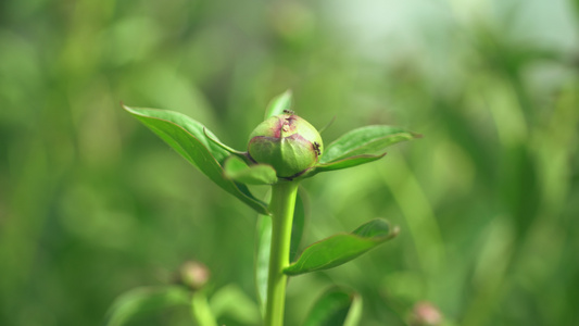 春初没有打开小马芽视频