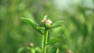 花苞17秒视频