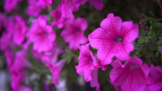 花园阳台上美丽的花朵粉红色花朵视频