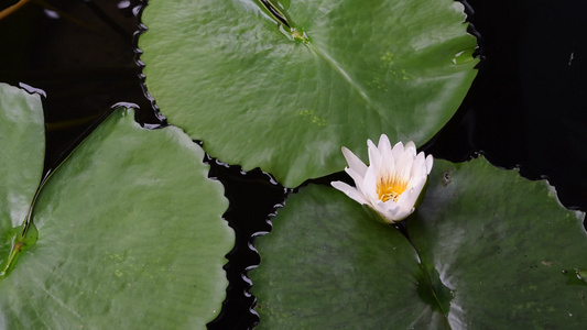 莲花花视频