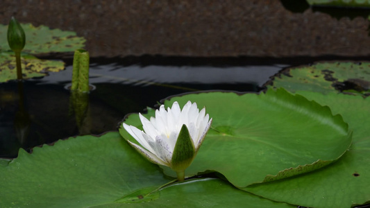 莲花花视频