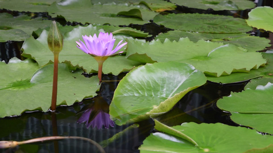 莲花花视频