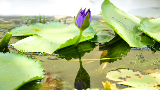 美丽的莲花；游戏中时光倒流视频