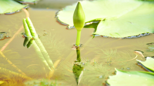 美丽的莲花；游戏中时光倒流视频