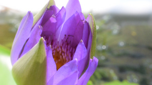有蜜蜂的紫莲花朵8秒视频