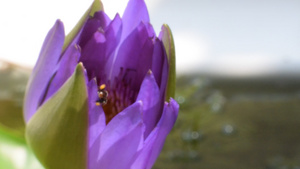 有蜜蜂的紫莲花朵10秒视频