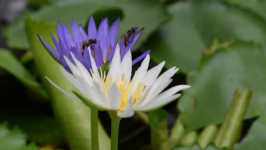 带蜜蜂的莲花花视频