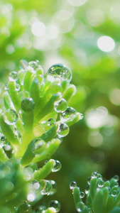 春天小草雨水露珠视频