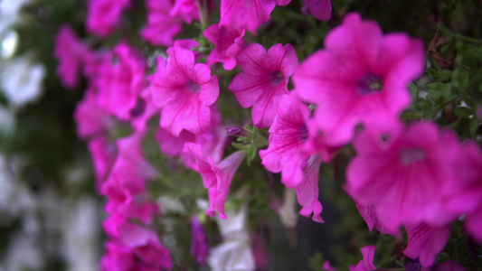 美丽的紫色花朵在风中挥舞视频