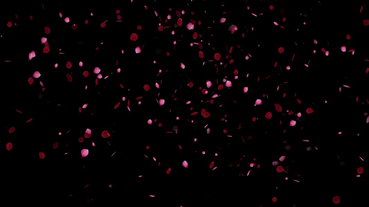 黑色背景的粉红玫瑰花瓣4k视频