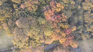 航拍城市风光树林秋天色彩4k素材53秒视频