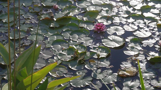 清晨的太阳下有百合花的湖泊视频