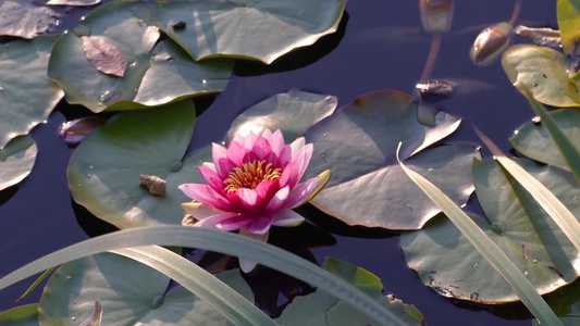 池塘上的粉色莲花视频