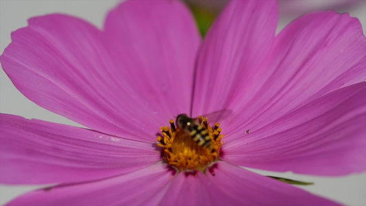 蜜蜂收集花粉花视频