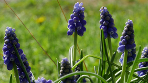 穆斯卡里花在四月和五月开花有蓝色花20秒视频