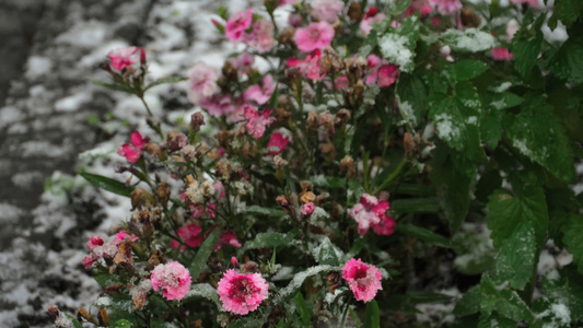 雪上加花的康乃馨视频