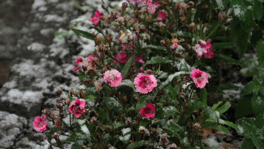雪上加花的康乃馨视频