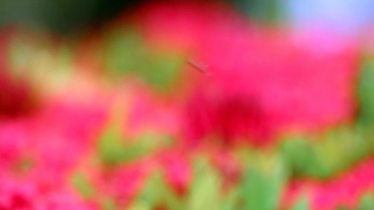 在模糊的花园背景中1红像花和绿叶1视频