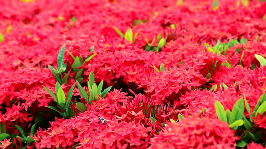 花园背景中的红色Ixora花和绿叶视频