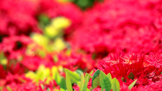 在模糊的花园背景中1红像素花和绿叶1视频
