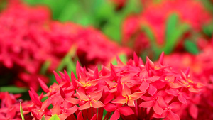 红色的花朵和绿叶19秒视频