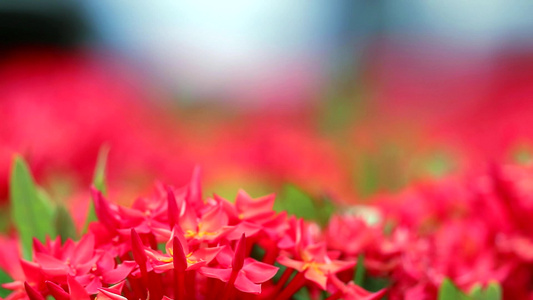 在模糊的花园背景中2红像花和绿叶2视频