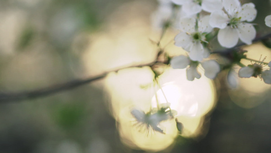 日落时樱花视频