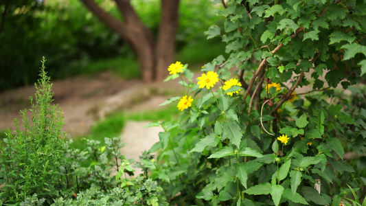 天然本底有黄色叶鲁沙林花朵视频