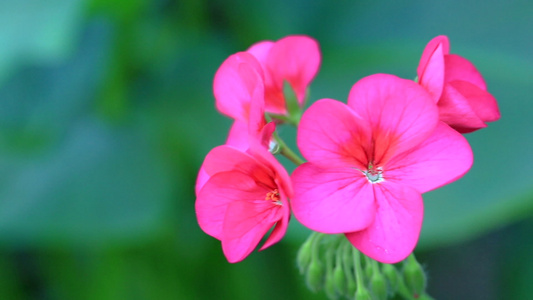 在阳光明媚的夏日或春日花朵在花园中的粉色花朵装饰视频