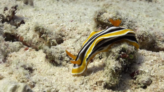 水下拍摄海洋生物合集视频