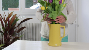 女人在花瓶里安排春郁金香花束19秒视频