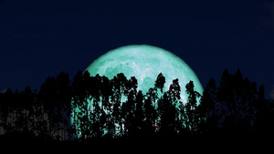 超级水月在松树篱笆的双光线上重新升起23秒视频