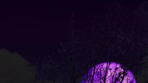 超级紫色月亮在夜空中的圆周树上升起23秒视频