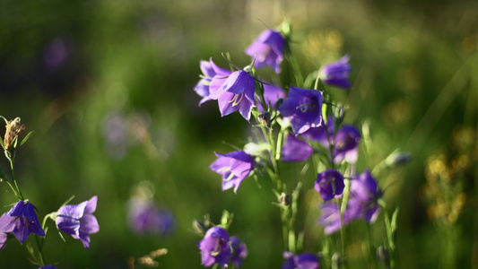 Campanula鲜花特写视频