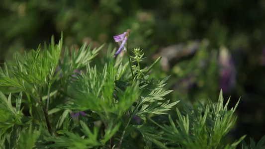 春夏秋冬花草树木视频